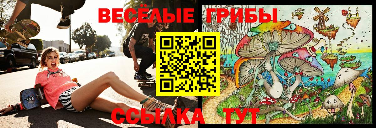 Ачхой-Мартан  Псилоцибиновые грибы Cubensis  Вход с VPN 